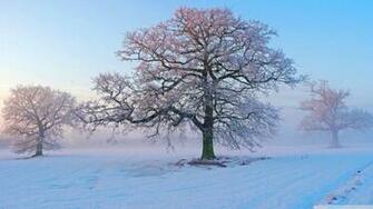Winter Morning Desktop Wallpaper Good For