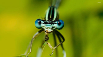 Cute Dragonfly Insects 5b3cqbjyg2q5xgaz Wallpaper