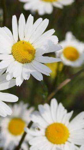 Daisy iPhone Wallpaper