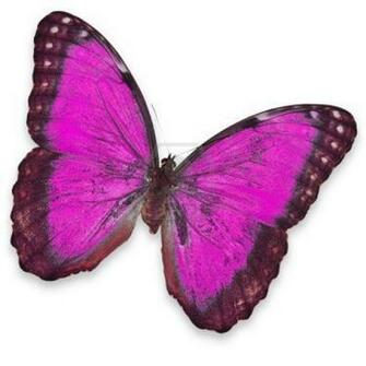 Butterfly Effect Wallpaper For Android