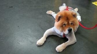 Chow HD Wallpaper