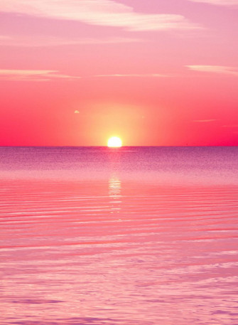 Pink Sunset Sfondi Floreali Estivi iPhone