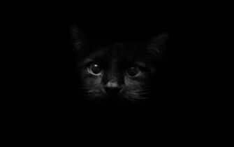 Black Cat Wallpaper