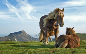 All Wallpaper Wildlife New Nice HD