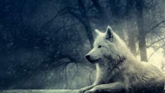 Wallpaper Wolf White Forest Trees Desktop