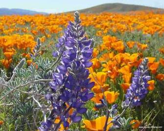 Wildflower Widescreen Wallpaper Beautify Your Computers Desktop With
