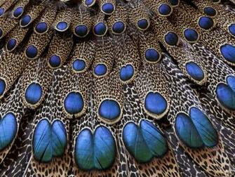 Peacock Bird Feathers Wallpaper HD