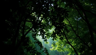Best Dark Green Wallpaper