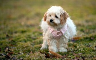 Wallpaper West Highland White Terrier Dog Grass Lawn Westie