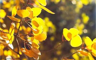 Wallpaper Nature Autumn Yellow Foliage Branch Desktop
