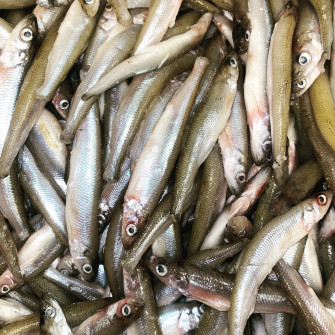 Smelts Tapiarawmeatsforpetfood Wallpaper
