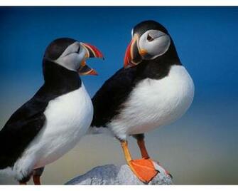 Puffin Wallpaper