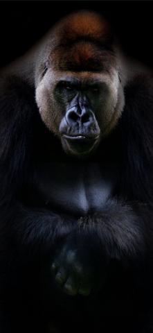 Best Gorilla iPhone HD Wallpaper