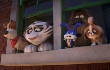 Wallpaper Animals The Secret Life Of Pets