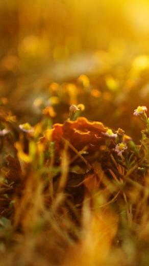 Grass Summer iPhone 5s Wallpaper