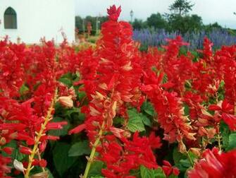 From Most Beautiful Flower Wallpaper