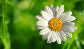 Top HD White Flower Wallpaper Flowers Kb