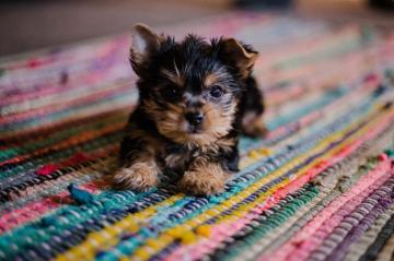 Puppy Wallpaper HD Hq