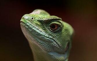 Lizard Wallpaper