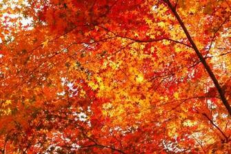Autumn Leaves