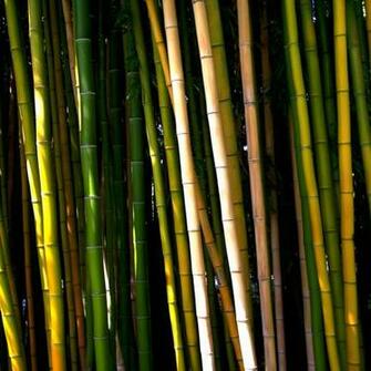 Bamboo Wallpaper