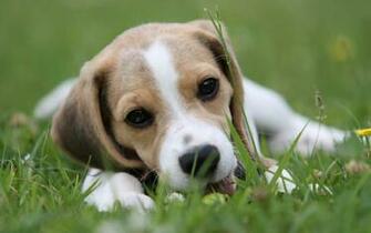 Beagle Wallpaper HD
