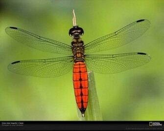 Dragonfly Wallpaper