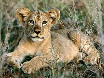 Cute Wallpaper African Animals
