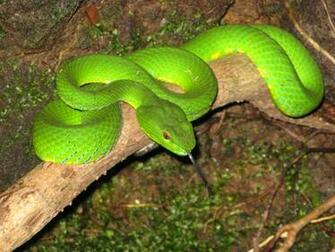Pictures Of Animals In The Forest Rainforest Layers Funny