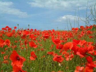Poppy Flowers Wallpaper Desktop