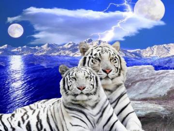 Love It White Tiger Cubs Eyes Wallpaper