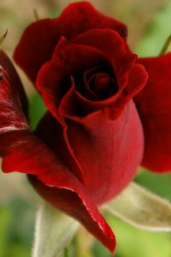 Red Rose HD Wallpaper For iPhone 4s