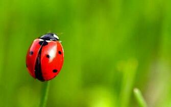 Grass Insect Ladybug Wallpaper