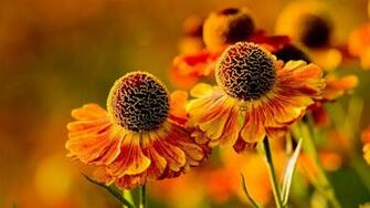 4k Orange Flowers Wallpaper High Quality