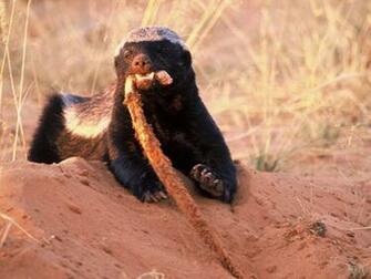 Animals Badgers Honey Badger HD Wallpaper Zoo