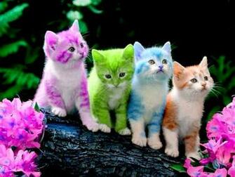 Valentine Kitten Wallpaper