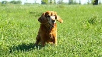Cocker Spaniel On Grass Animal HD Desktop Wallpaper