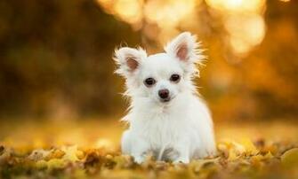 Collection Great Pictures Pure High Definition HD You Can