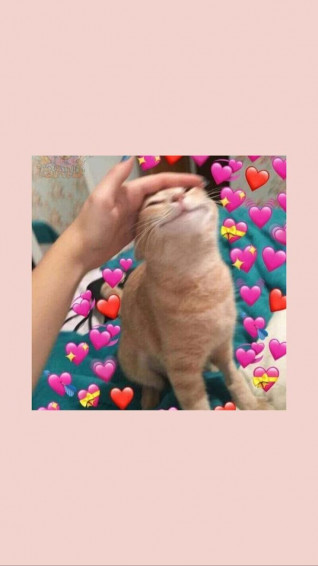 Cat Meme Wallpaper