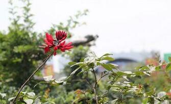 Coral Bean Flowers Pictures Wallpaper