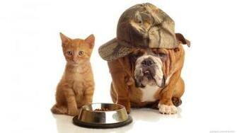 Cats And Dogs Desktop Wallpaper HD Wide