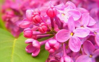 Charming Feminine Pink Flowers HD Wallpaper Flower