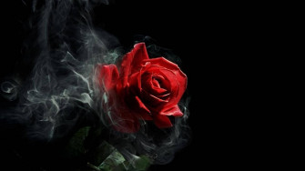 Rose Aesthetic Wallpaper