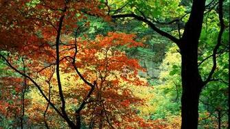 Beautiful Nature HD Wallpaper Mac Background