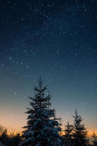 Green Pine Tree Under Blue Sky During Night Time Photo
