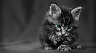 Wallpaper Kitten Blue Eyed Furry Cat Wash