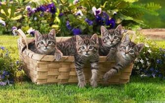 Cats Wallpaper HD