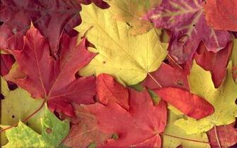 Autumn Colours