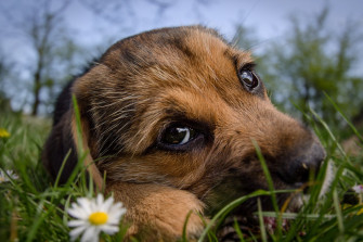 Beautiful Dog Puppy 4k Wallpaper HD Image