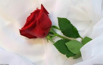 Beautiful Wallpaper Single Red Rose